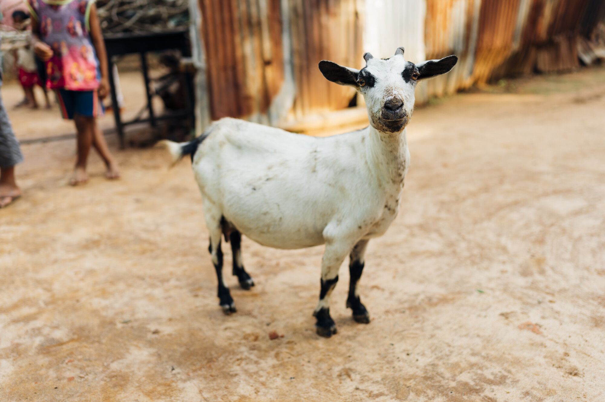 A person holding a turtle

AI-generated content may be incorrect.